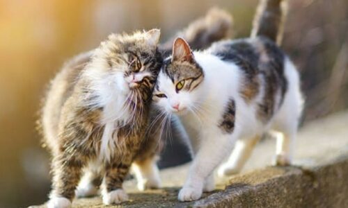 Do Cat Families Stay Together? Things To Know!