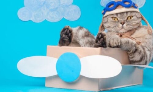 Do Cats Get Jet Lag? Crucial Facts Owners Should Know