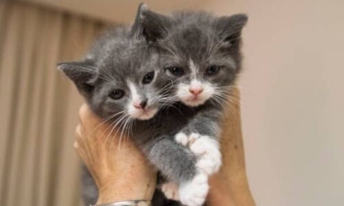 Do Cats Have Identical Twins? Here’re Some Amazing Facts!
