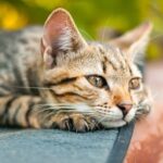 Do Cats Have Imaginations? Amazing Facts You Should Know