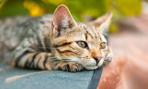 Do Cats Have Imaginations? Amazing Facts You Should Know