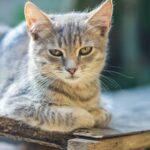 Do Cats Have Inner Monologue? What To Expect!
