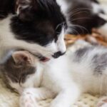 Do Dad Cats Know Their Kittens? Exactly What To Expect!