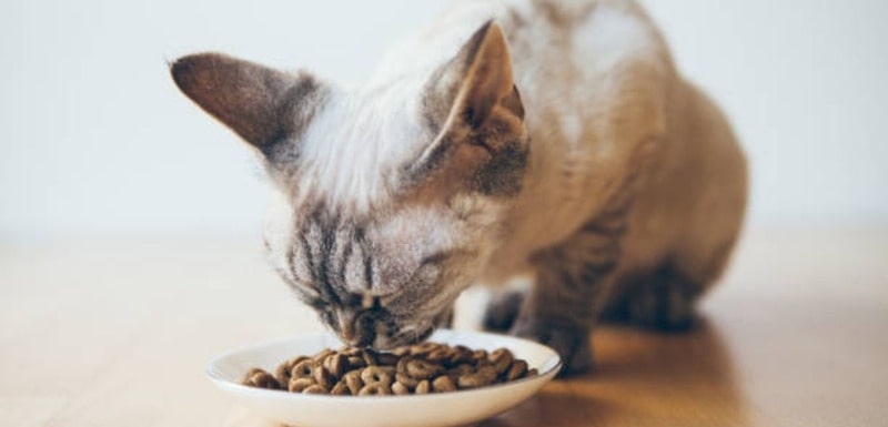 why are some cats obsessed with food