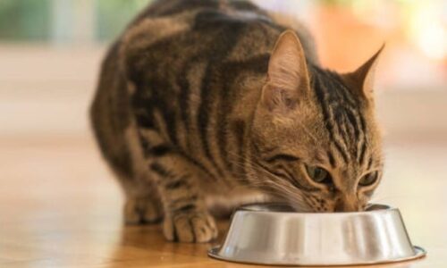 Why Cat Only Eats Gravy? Facts Owner Should Know!