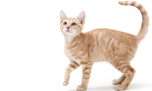 Why Cat Walks Sideways? Some Weird Reasons Explained!