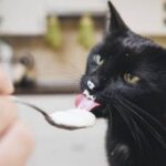 why cats like cream so much