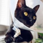 why cats wear cones