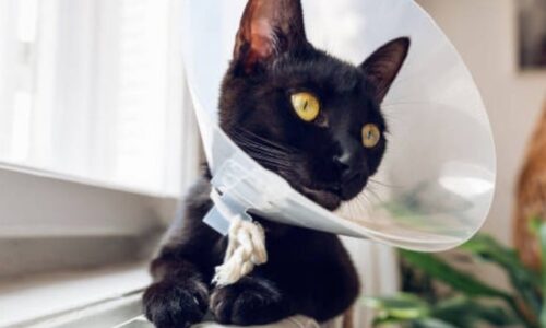 Why Cats Wear Cones? Some Important Facts To Know!