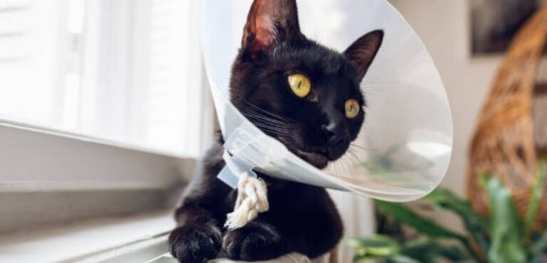 why cats wear cones