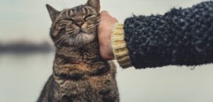 Why Do Some Cats Like Being Slapped? Amazing Facts Explained!