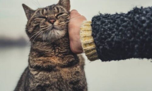 Why Do Some Cats Like Being Slapped? Amazing Facts Explained!