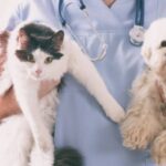 will cat dewormer hurt my dog