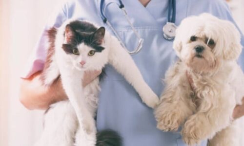 Will Cat Dewormer Hurt My Dog? Things To Know!