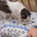 Will Cat Jump In Bassinet? Some Crucial Facts!