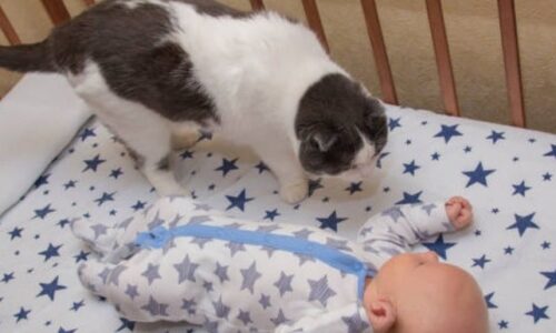 Will Cat Jump In Bassinet? Some Crucial Facts!