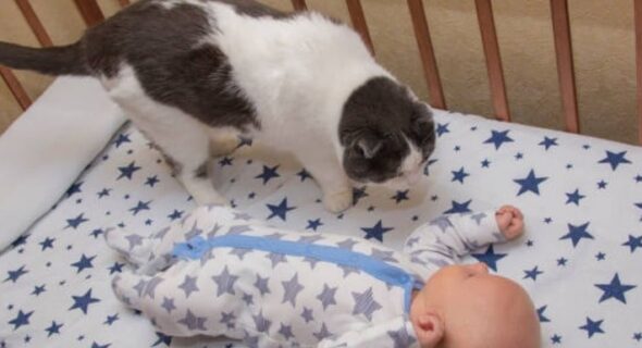 Will Cat Jump In Bassinet? Some Crucial Facts!