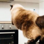 will cat jump on a hot stove
