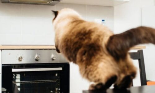 Will Cat Jump On A Hot Stove? Thing Owner Should Know!