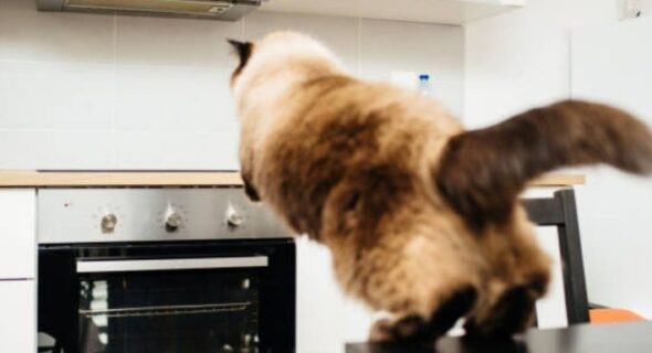 Will Cat Jump On A Hot Stove? Thing Owner Should Know!