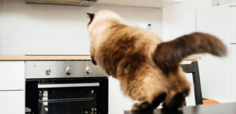 will cat jump on a hot stove