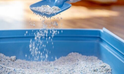 Will Cat Litter Freeze? Here’s What To Expect!