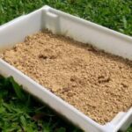 Will Cat Litter Kill Grass? Facts Owners Should Know!