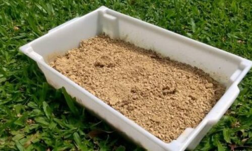 Will Cat Litter Kill Grass? Facts Owners Should Know!