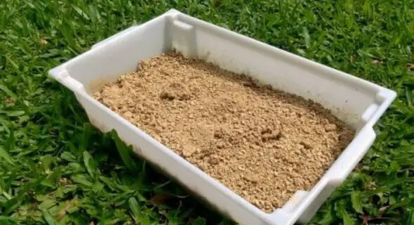 Will Cat Litter Kill Grass? Facts Owners Should Know!