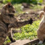 will cats defend each other