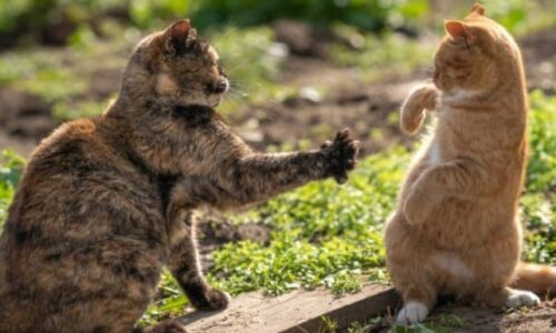 Will Cats Defend Each Other? Exactly What To Expect!