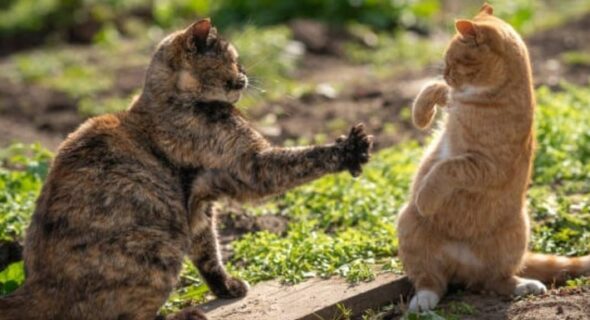 Will Cats Defend Each Other? Exactly What To Expect!