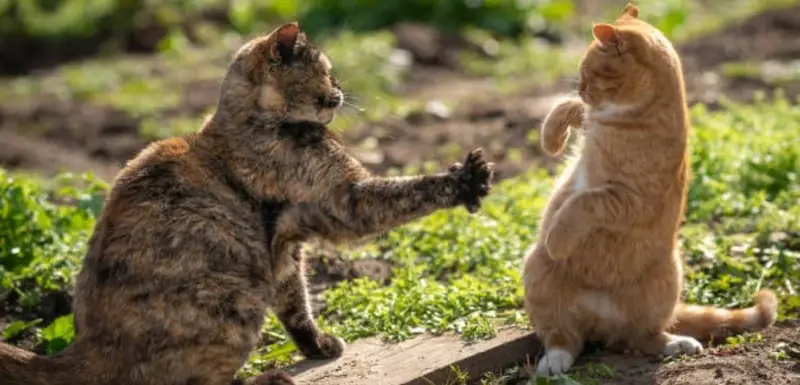 will cats defend each other