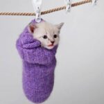 will cats wear socks
