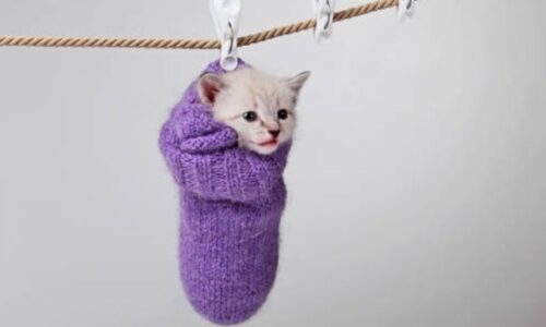 Will Cats Wear Socks? Here’s What You Need To Know