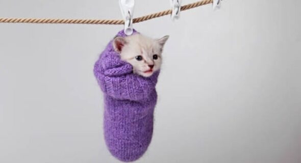 Will Cats Wear Socks? Here’s What You Need To Know