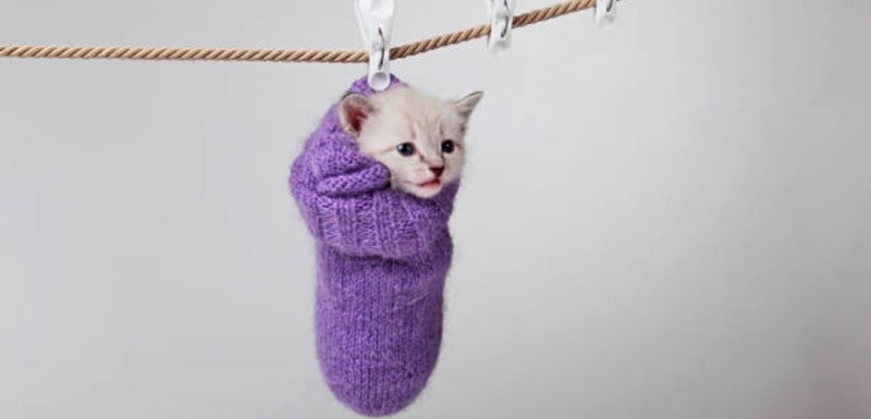 will cats wear socks