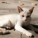 Why Are Some Cats Just Naturally Skinny! (Solved)