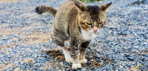 Why Do Cats Poop When Scared? Facts To Know