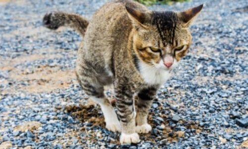 Why Do Cats Poop When Scared? Facts To Know
