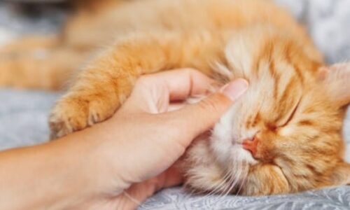 Why Do Some Cats Purr Quietly? Explained (+ Other Facts)