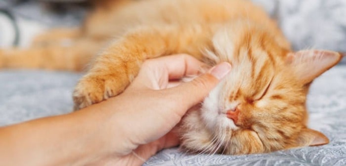 why do some cats purr quietly