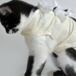 Are Cat Recovery Suits Safe? Thing Owners Should Know