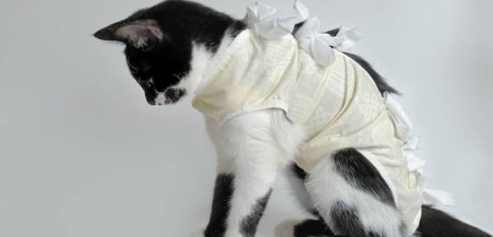 are cat recovery suits safe