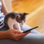 are cat videos bad for cats