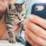 are cat videos good for cats