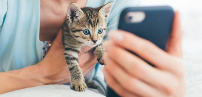 are cat videos good for cats