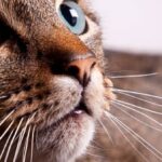 Are Cat Whiskers Poisonous? Some Crucial Facts To Know