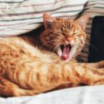 Are Cat Yawns Contagious? Amazing Facts To Know