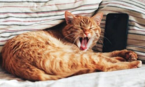 Abnormal Cat Poop Chart: What Your Cat’s Stool Says About Their Health